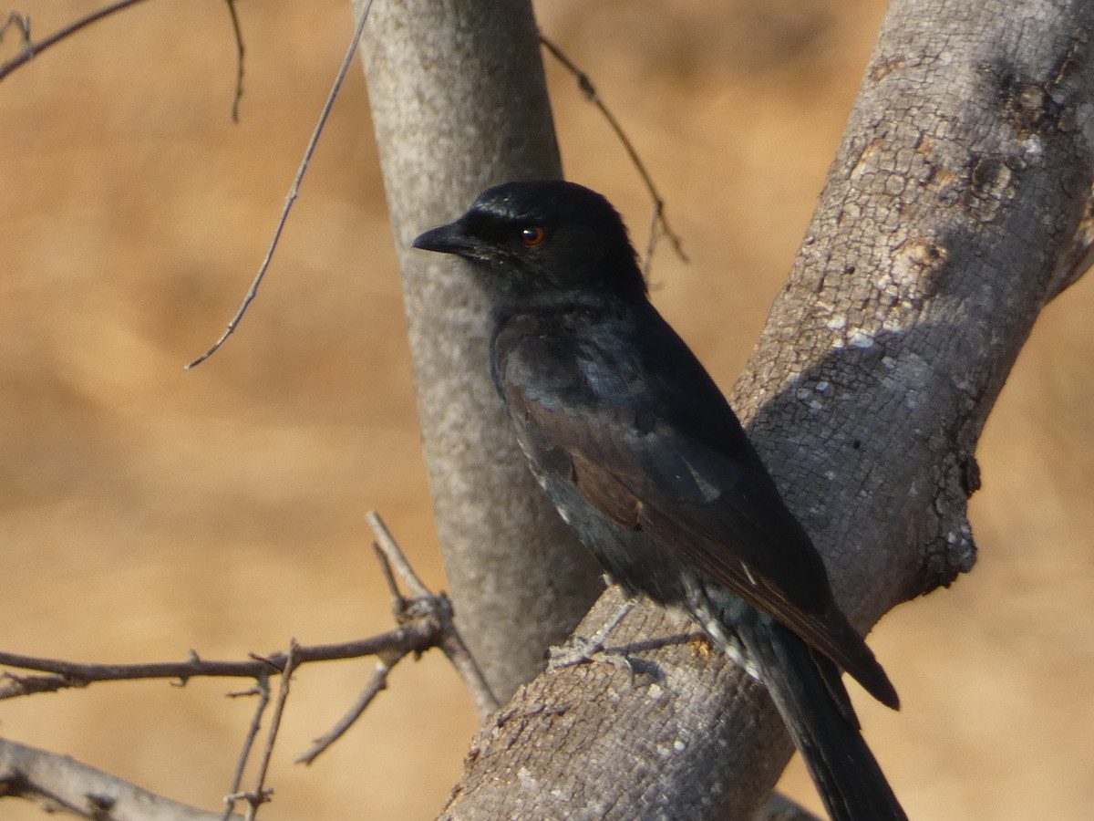 Fork-tailed Drongo - ML593879991
