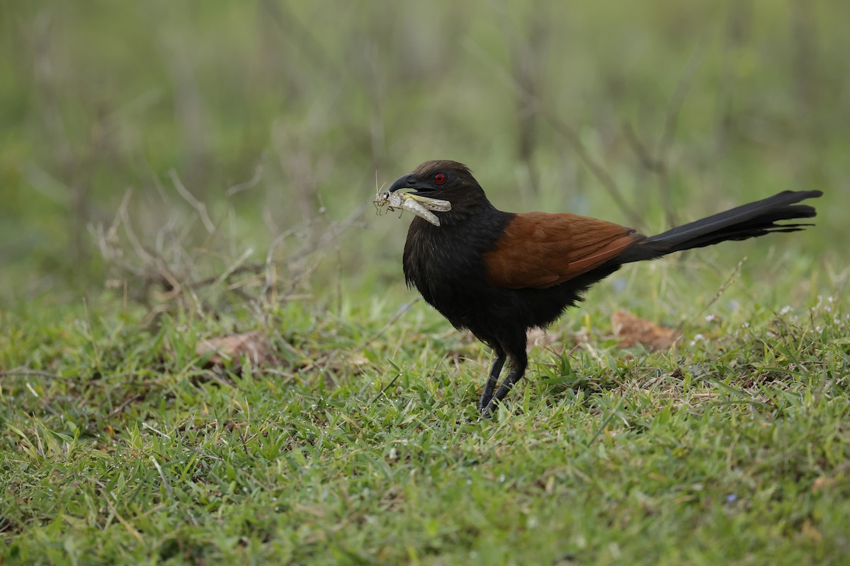 Greater Coucal - ML593880431