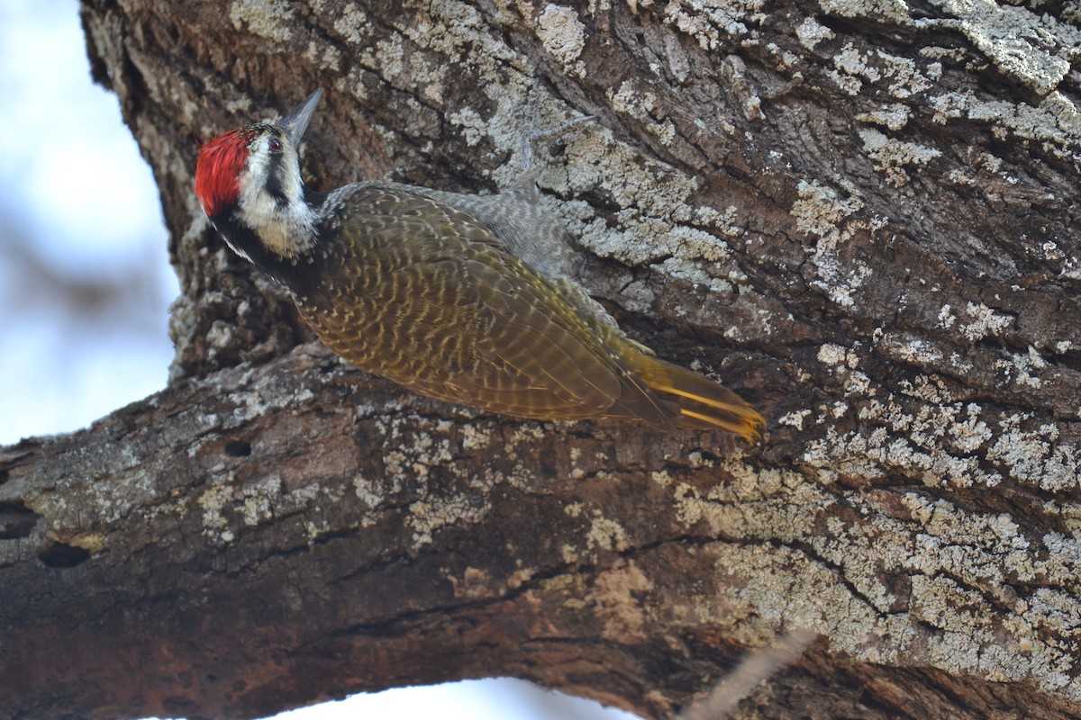 Bearded Woodpecker - ML593880511