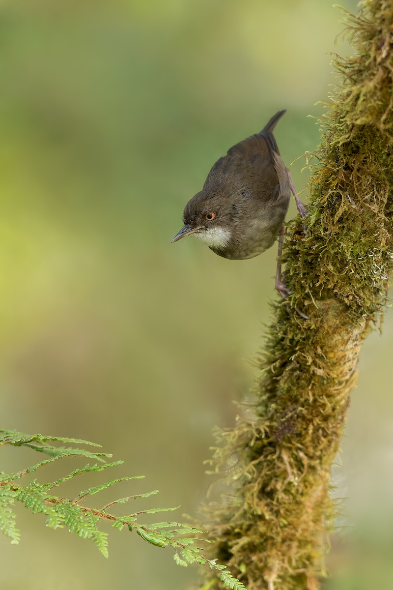 Mountain Mouse-Warbler - ML593881001