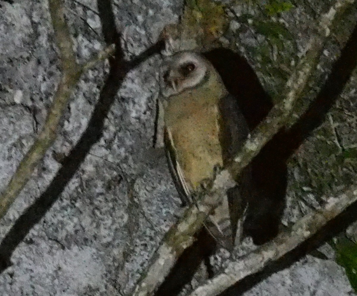 Sulawesi Masked-Owl - ML593883051
