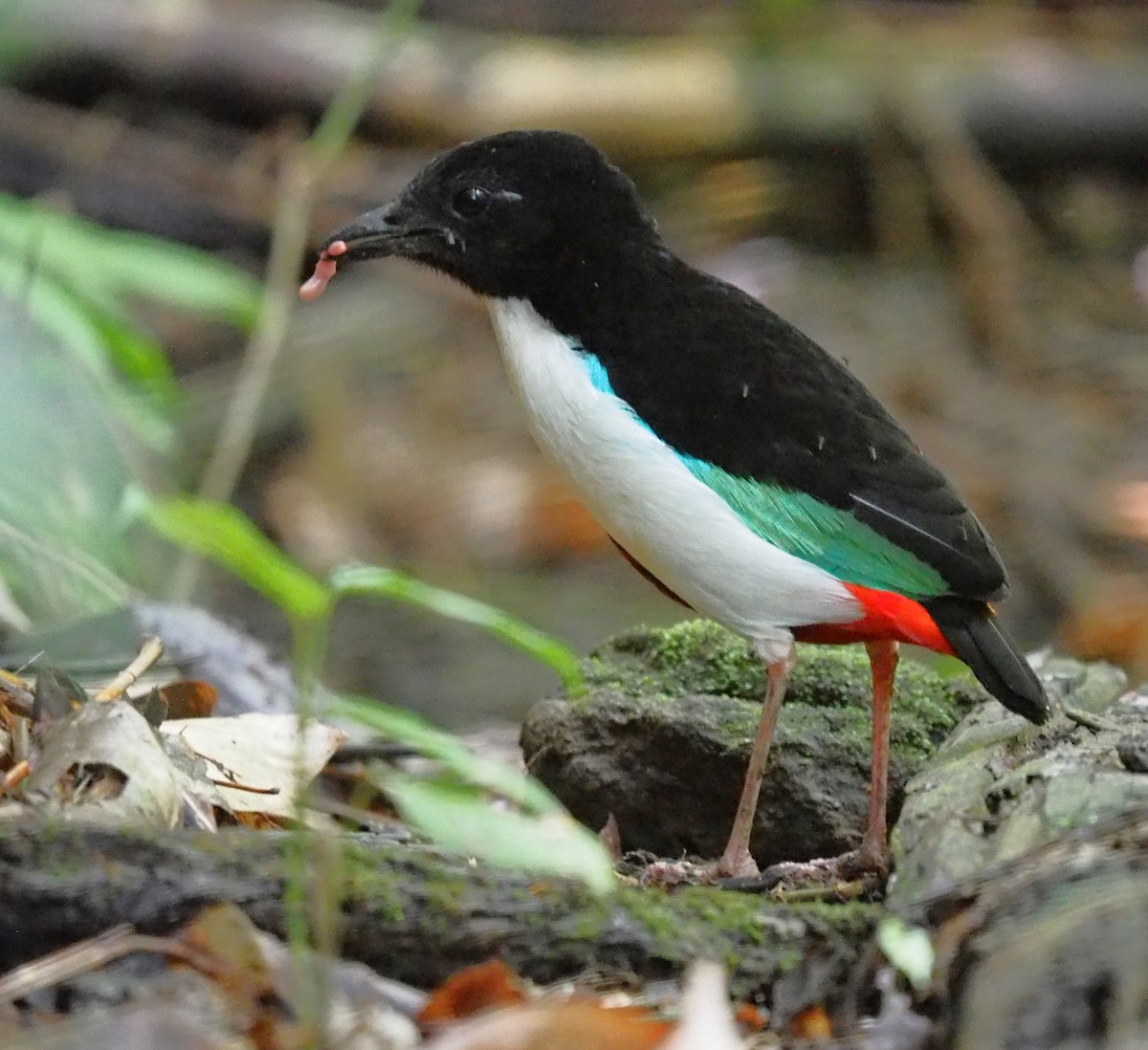Ivory-breasted Pitta (Ivory-breasted) - ML593883151