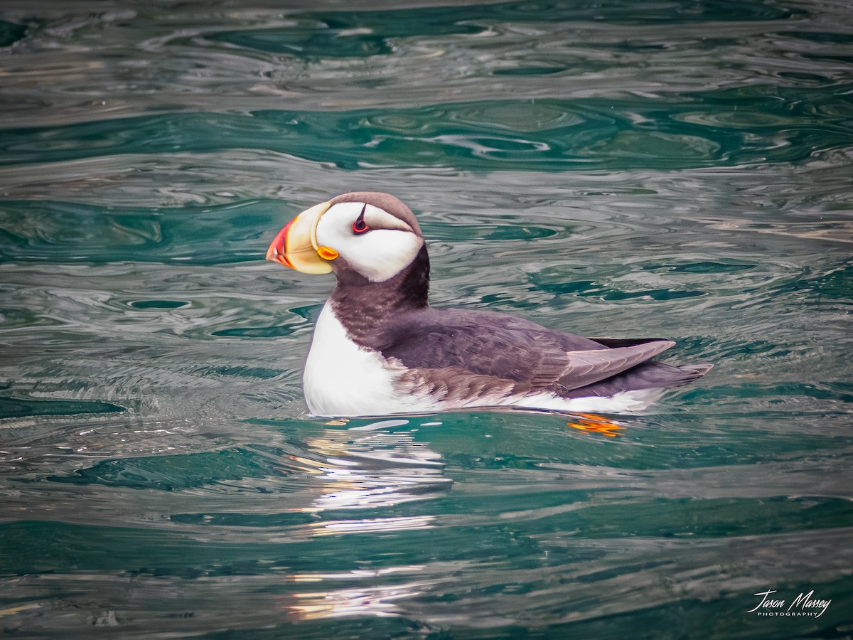 Horned Puffin - ML593884091