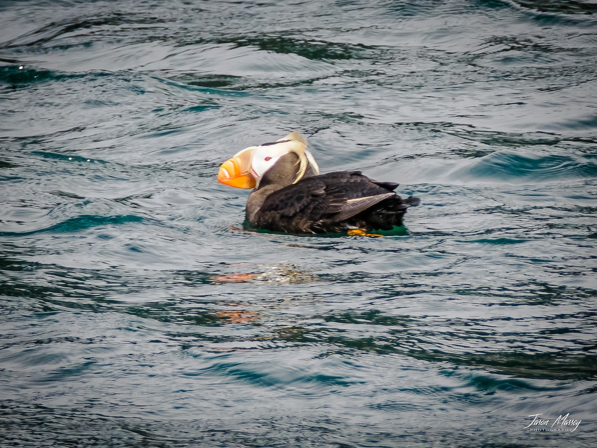 Tufted Puffin - ML593884101