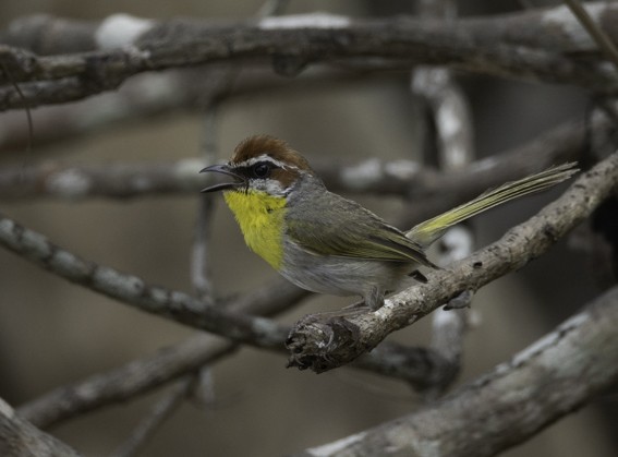 Rufous-capped Warbler - ML593886021