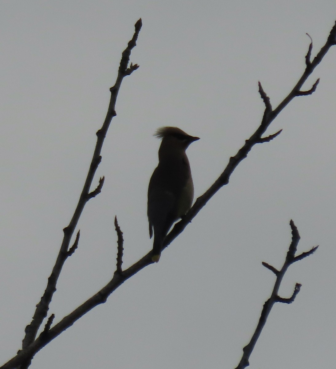 eBird Checklist 13 Jul 2023 University of Alaska Fairbanks