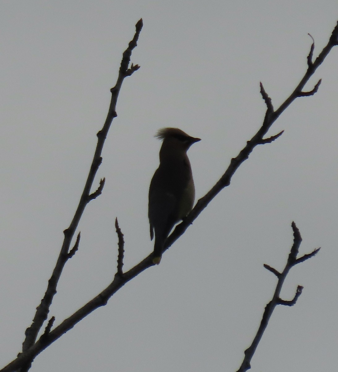 ebird-checklist-13-jul-2023-university-of-alaska-fairbanks