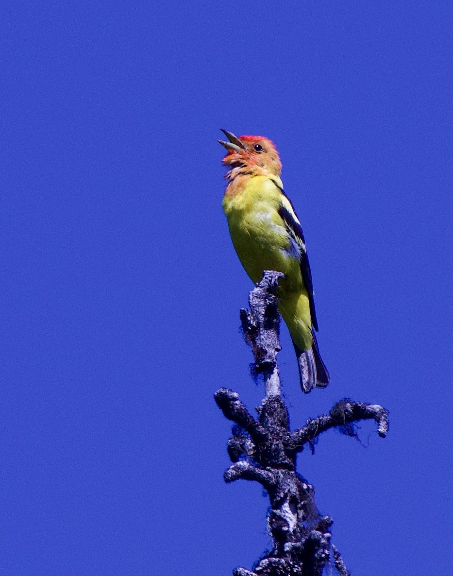 Western Tanager - ML593887061