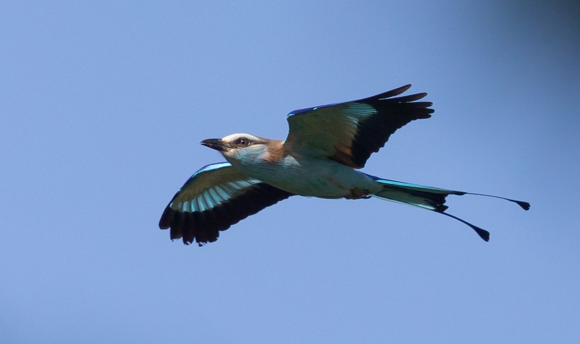 Racket-tailed Roller - ML593888431