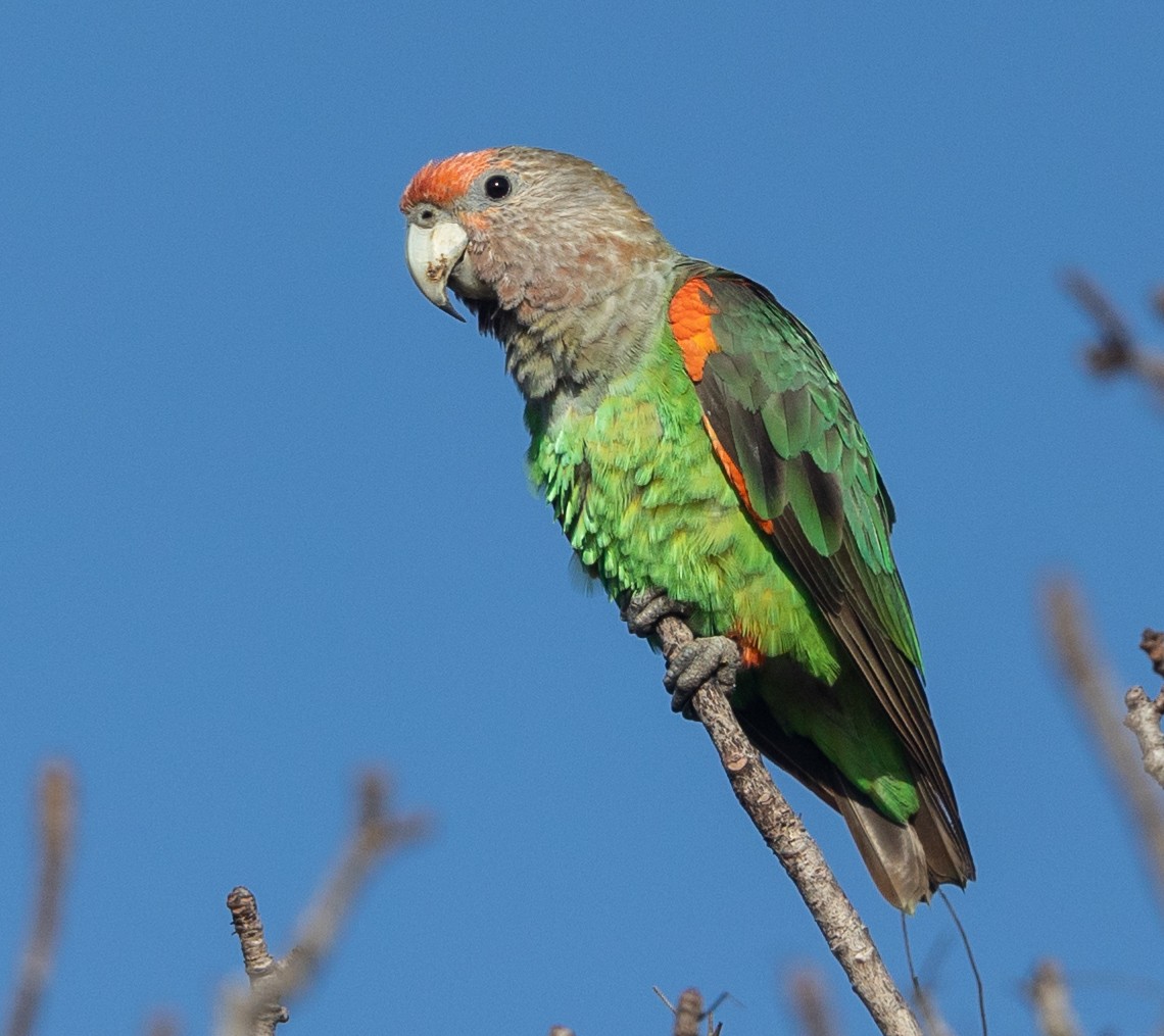 Brown-necked Parrot (Gray-headed) - ML593889371