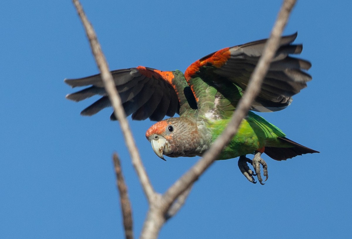 Brown-necked Parrot (Gray-headed) - ML593889401