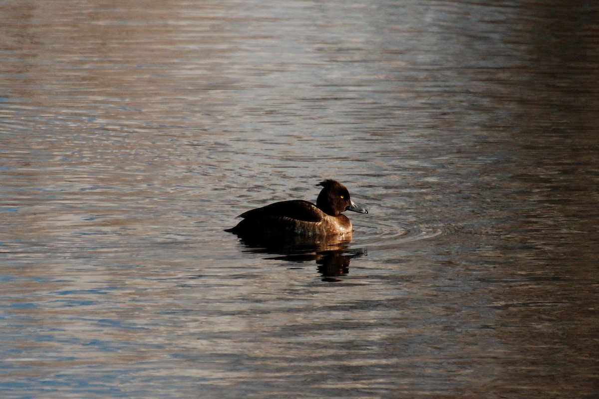 Tufted Duck - Nick Moore