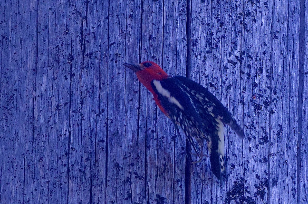 Red-breasted Sapsucker - ML593892521