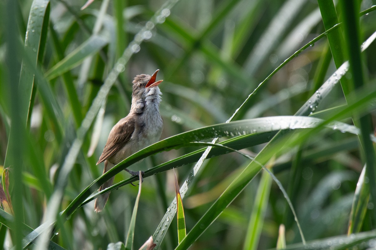 Oriental Reed Warbler - ML593893081