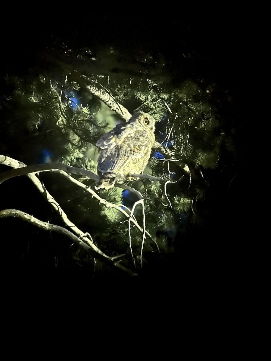 Great Horned Owl - ML593894571