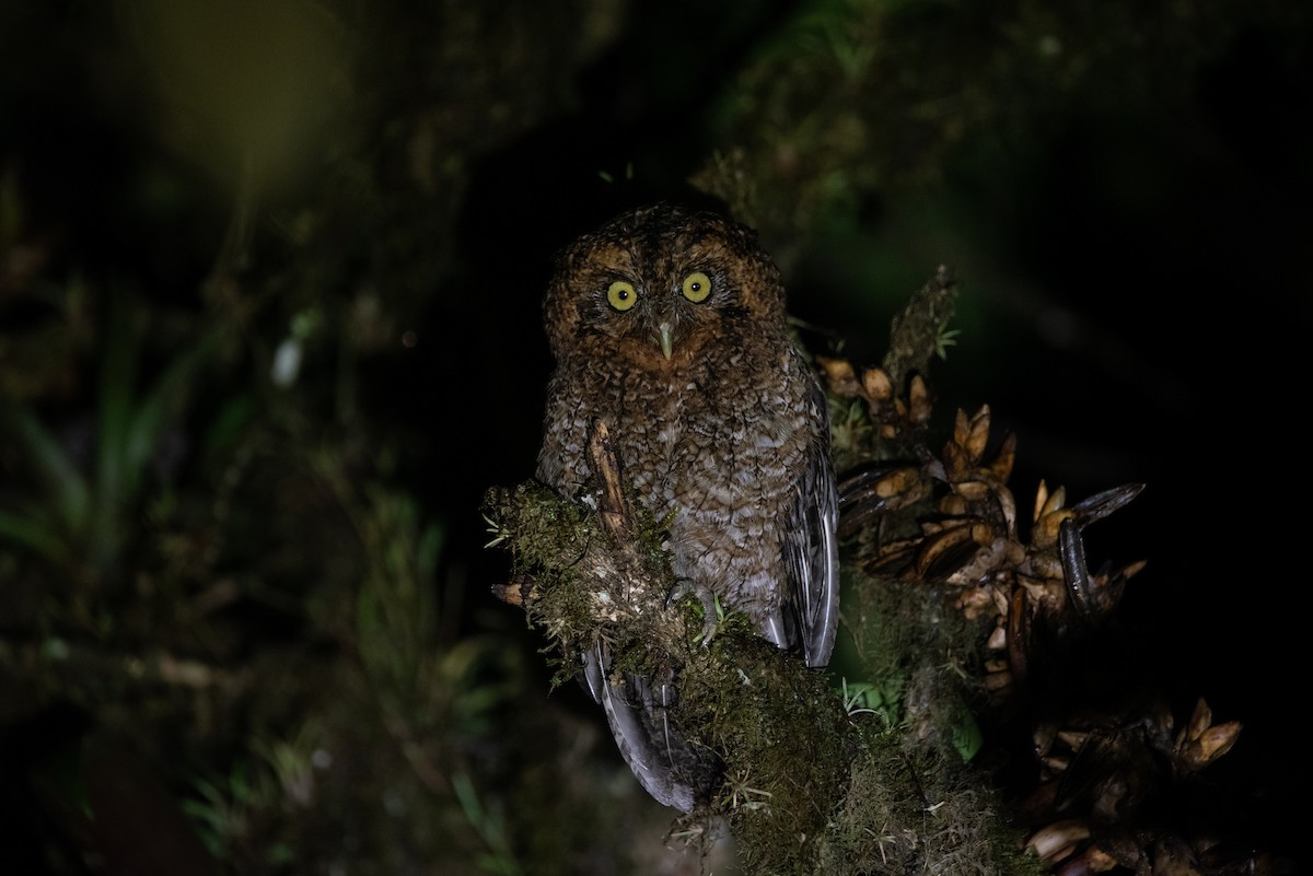 Bare-shanked Screech-Owl - ML593895371