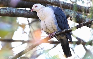 White-headed Pigeon, ML593899691