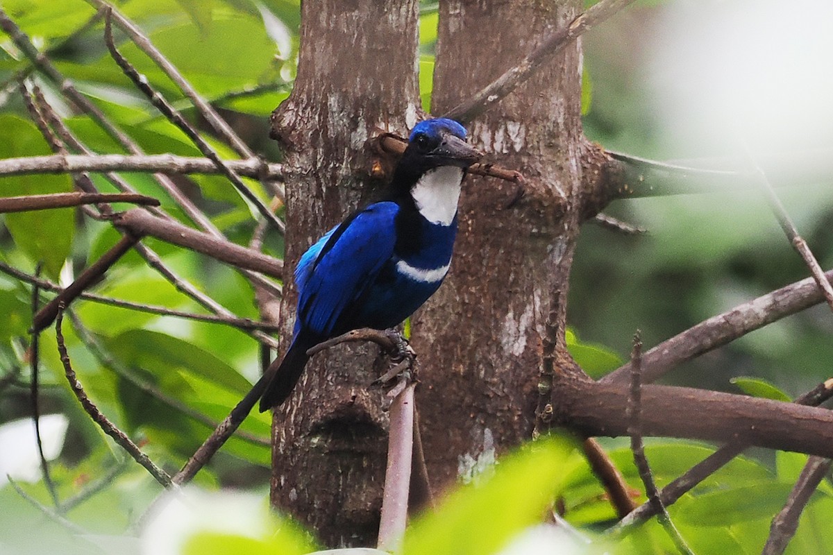 Blue-black Kingfisher - Mei-Hua Tsou