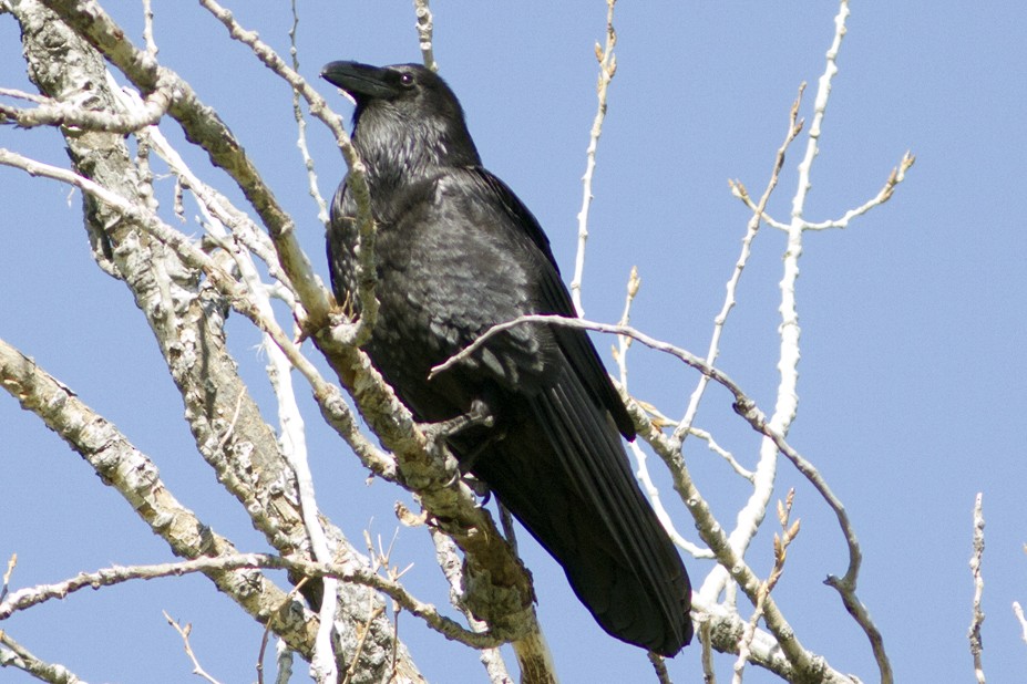 Common Raven - ML59390191