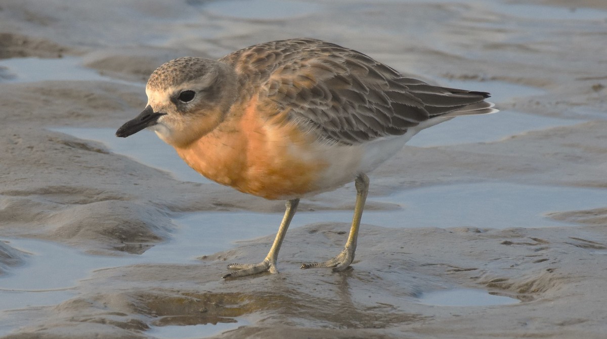 Red-breasted Dotterel - ML593906231