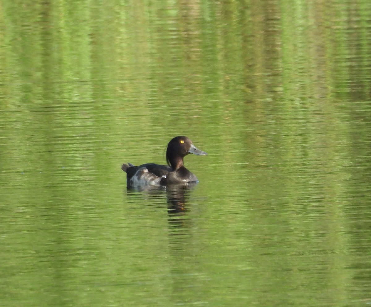 Tufted Duck - ML593912231