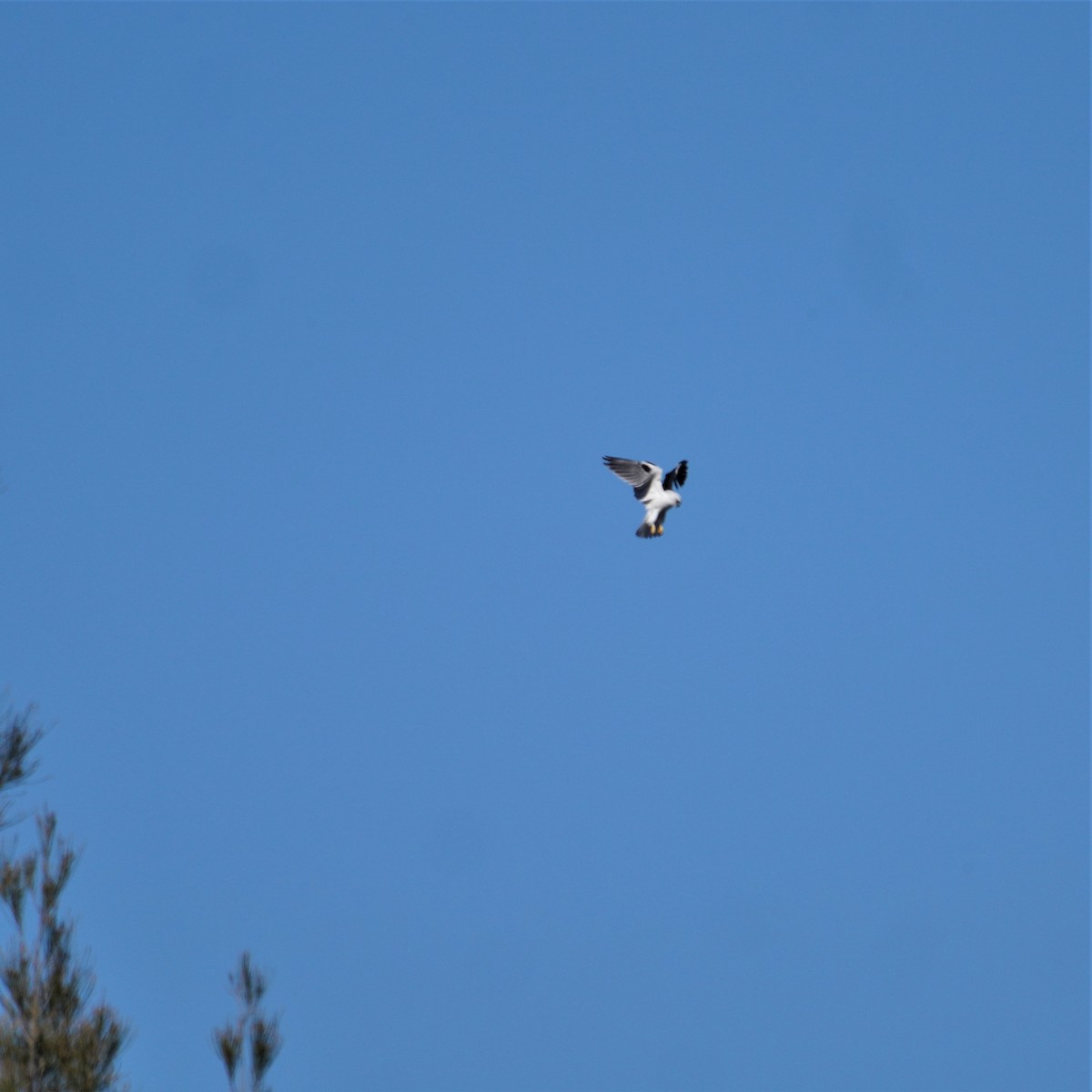 Black-shouldered Kite - ML593912671