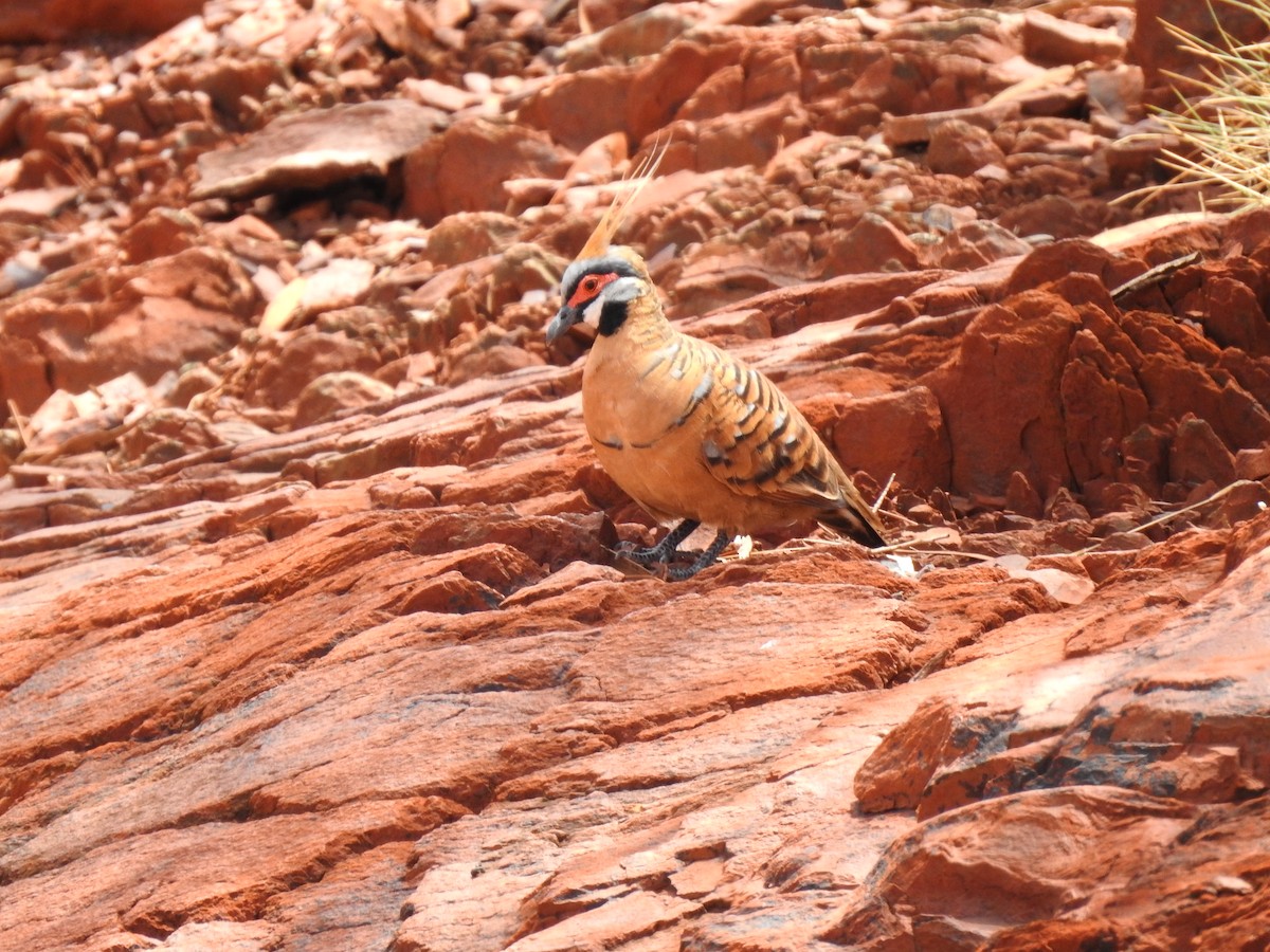 Spinifex Pigeon - ML593914641