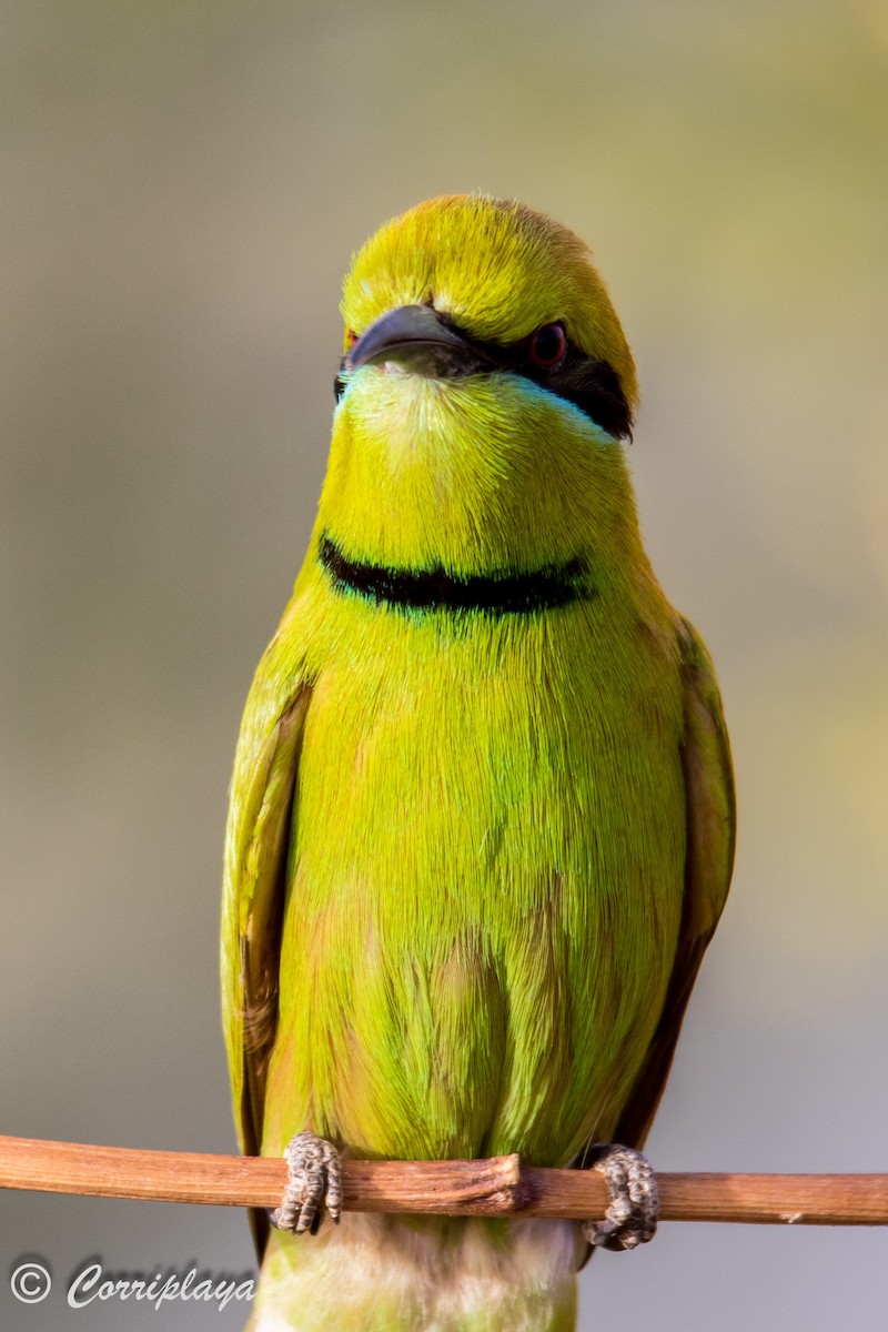 African Green Bee-eater - ML593919891