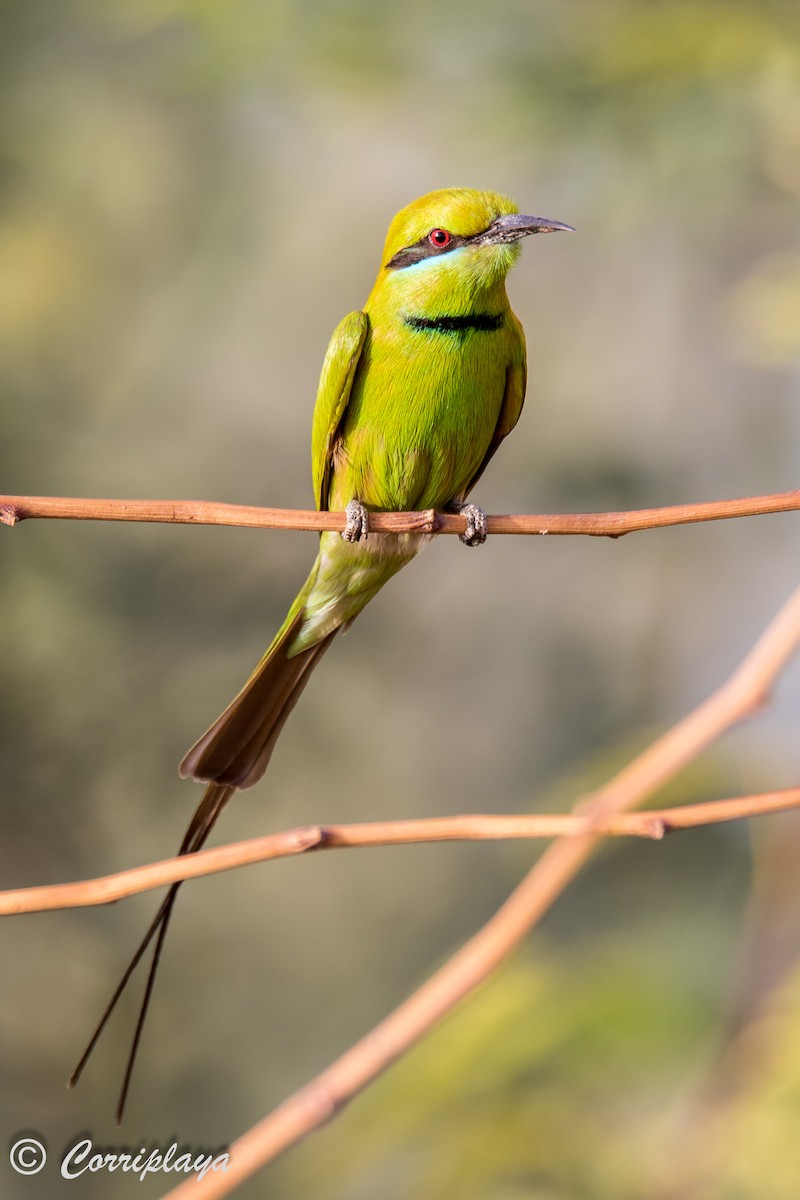 African Green Bee-eater - ML593919901
