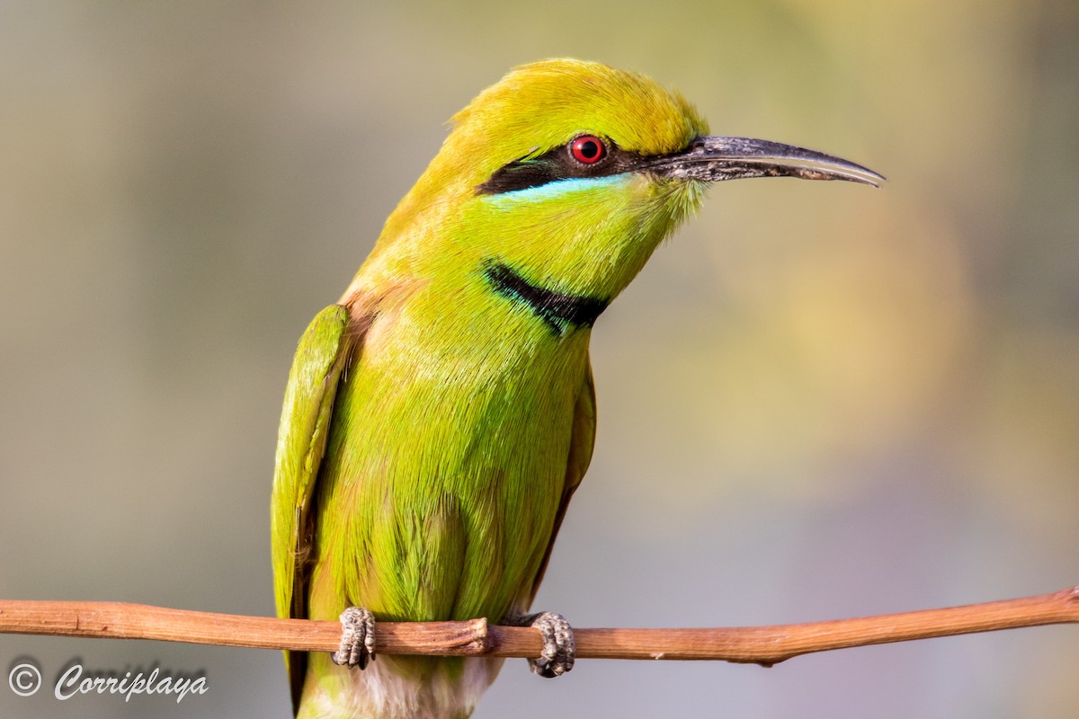 African Green Bee-eater - Fernando del Valle