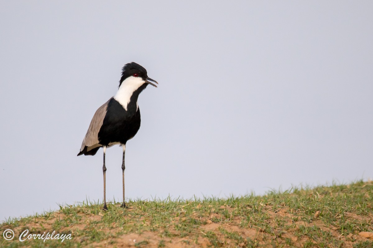 Spur-winged Lapwing - Fernando del Valle