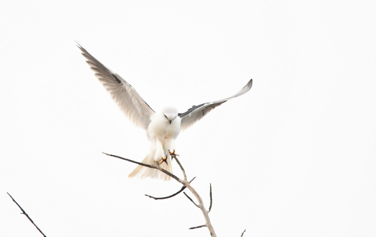 Black-shouldered Kite - Susan Kruss