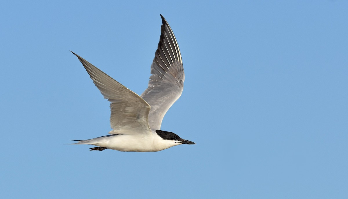 Gull-billed Tern - ML593920901