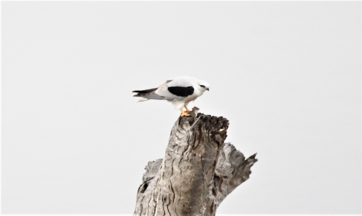 Black-shouldered Kite - Susan Kruss