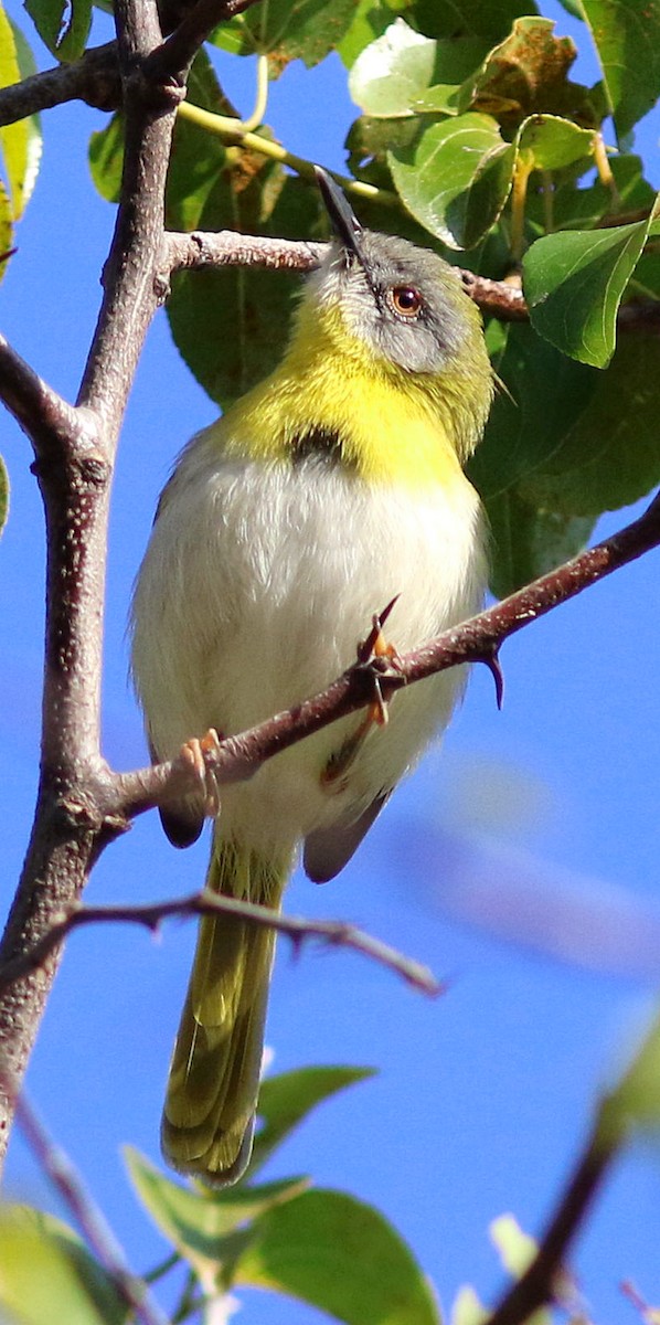 Yellow-breasted Apalis (Yellow-breasted) - ML593922541