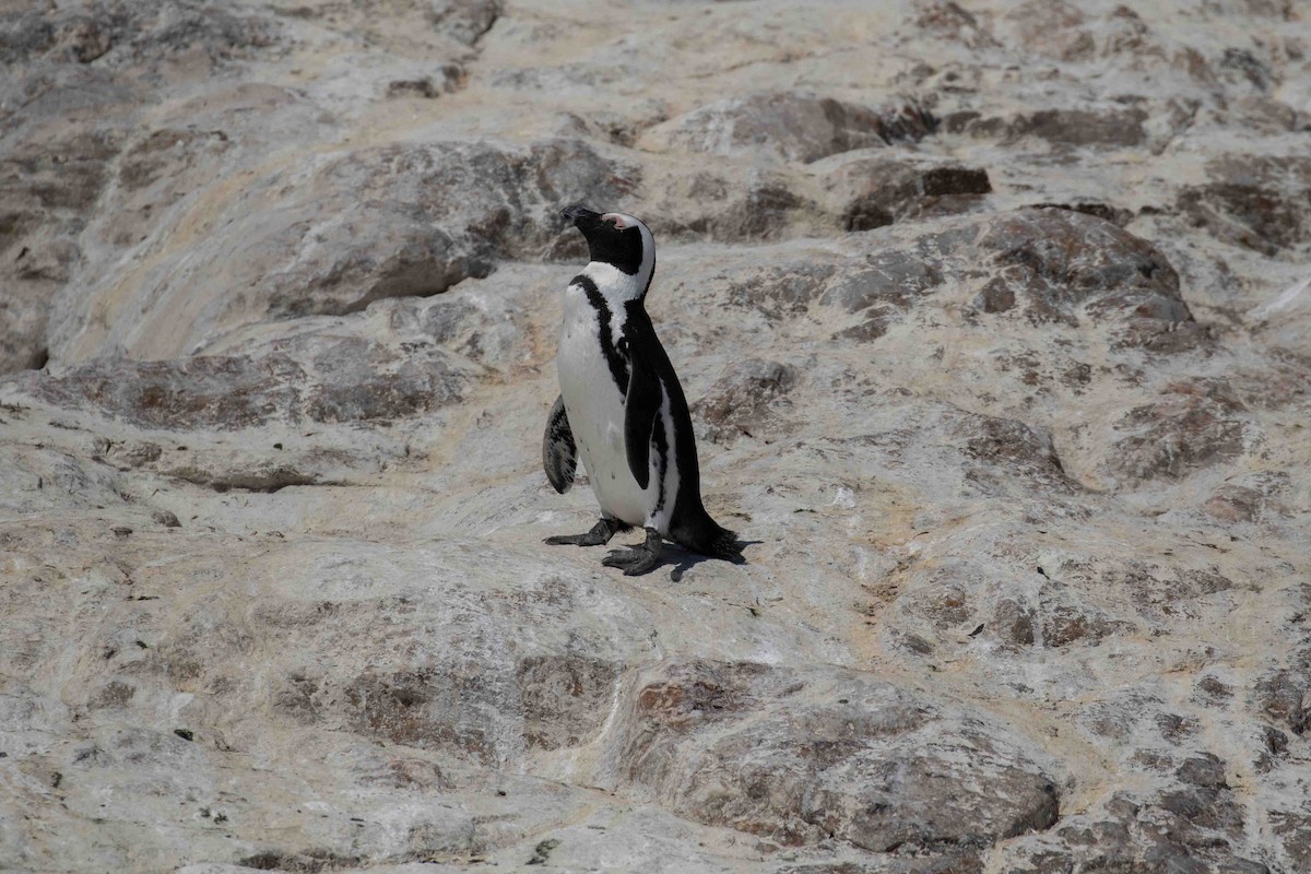 African Penguin - ML593925941