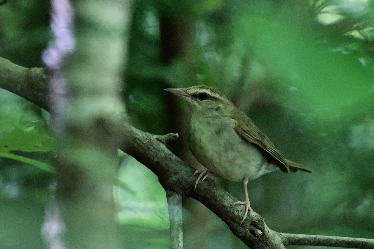 North Carolina Bird Atlas Checklist - 11 Jul 2023 - Doughton Park ...