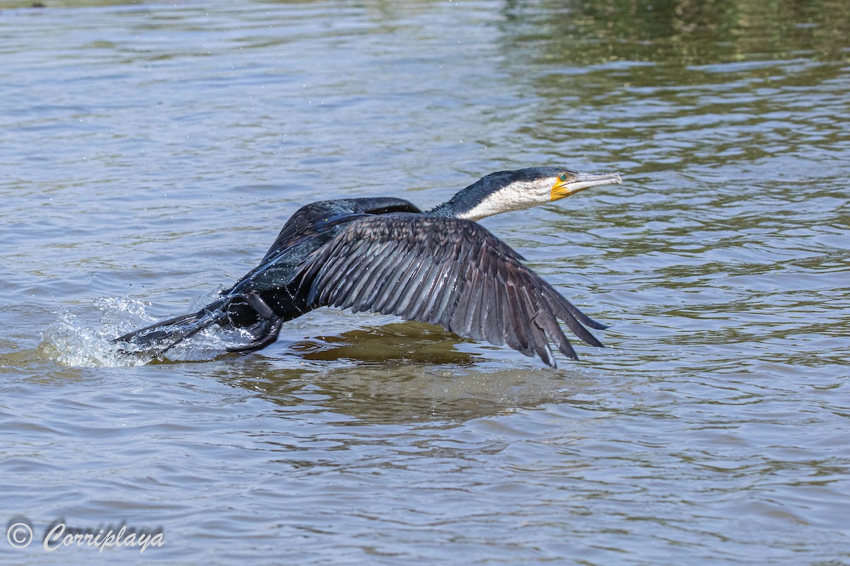 Great Cormorant (White-breasted) - ML593930241