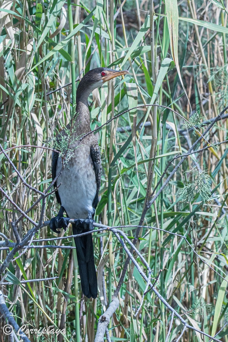 Long-tailed Cormorant - ML593930261