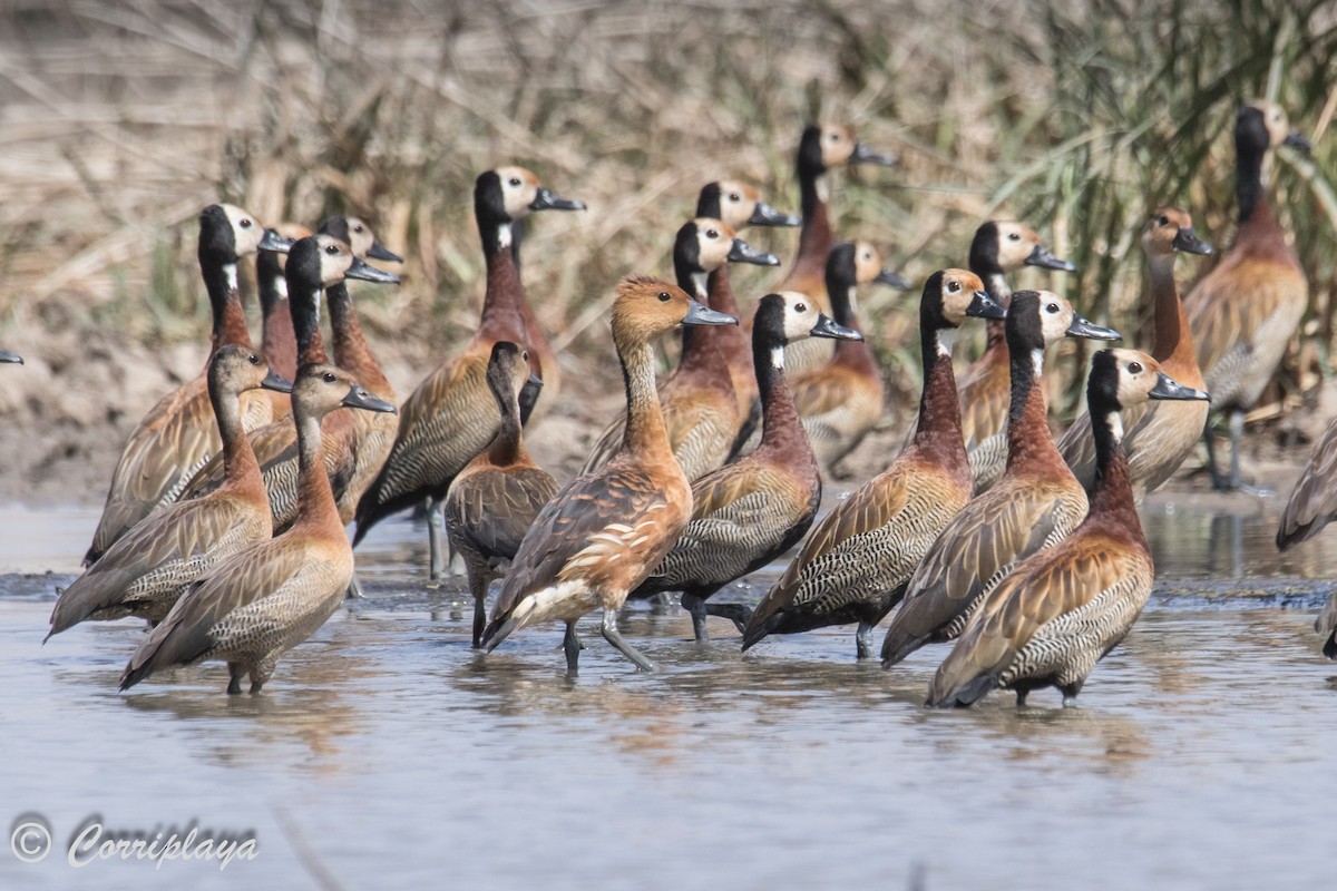 Fulvous Whistling-Duck - ML593930511