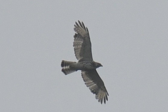 Broad-winged Hawk - ML593932921