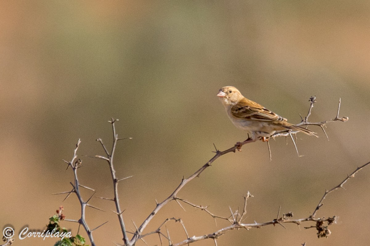 Sudan Golden Sparrow - ML593935351