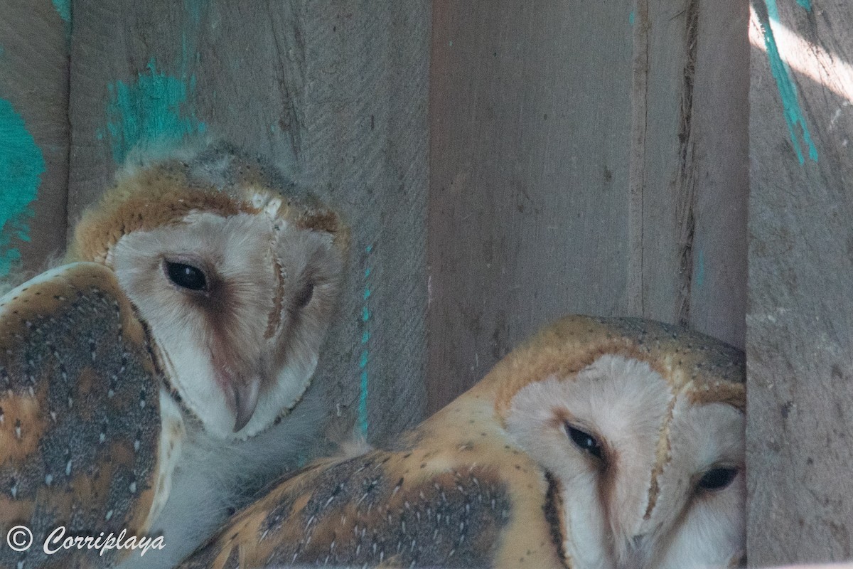 Barn Owl (African) - ML593935401