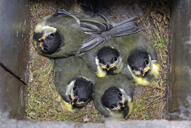 Fully-grown nestlings. - Great Tit - 