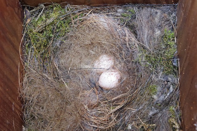 Nest. - Great Tit - 