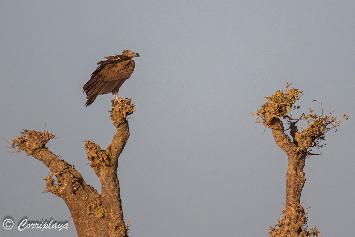 Lappet-faced Vulture - ML593946641