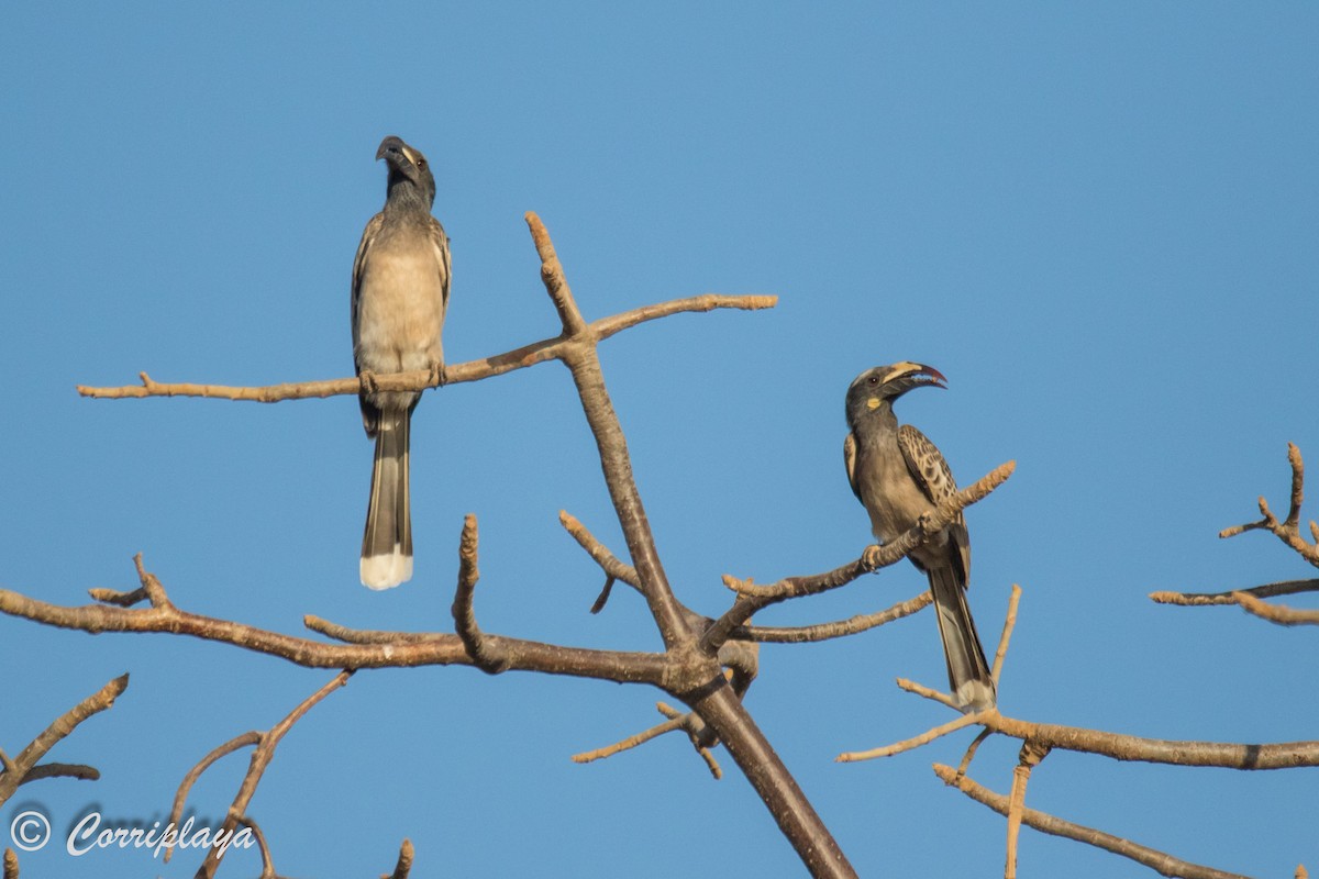 African Gray Hornbill - Fernando del Valle