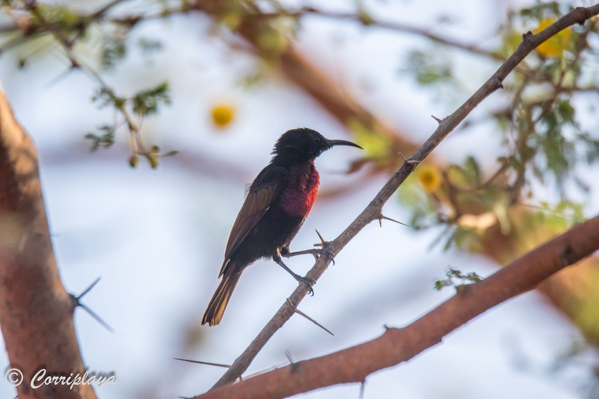 Scarlet-chested Sunbird - ML593946851