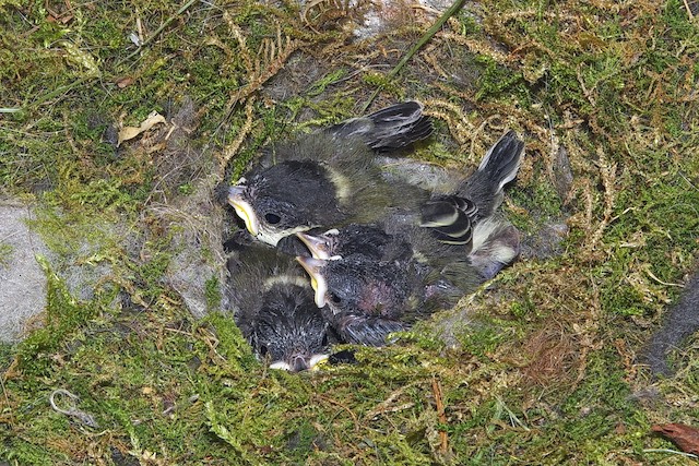 Great Tits undergoing Prejuvenile Molt (subspecies <em class="SciName notranslate">major</em>). - Great Tit - 