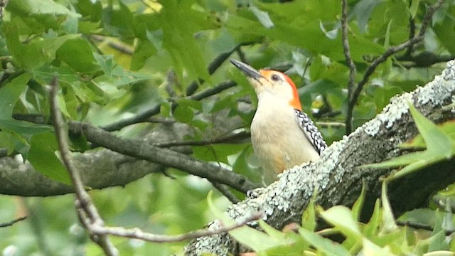 Red-bellied Woodpecker - ML593948211